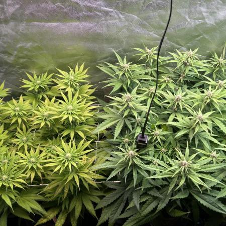 Sour Diesel - RQS & Blue Dream- Humbold