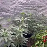 3 x Jelly Donutz klone