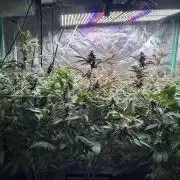 3 x Jelly Donutz klone