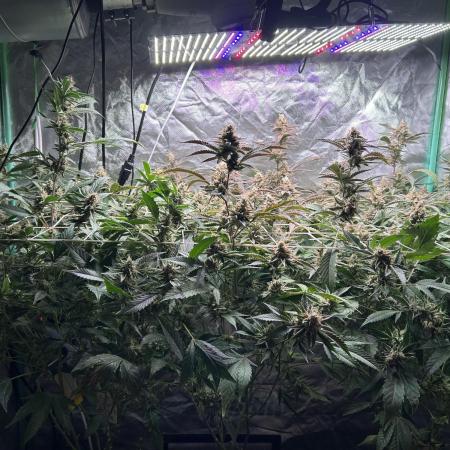 3 x Jelly Donutz klone