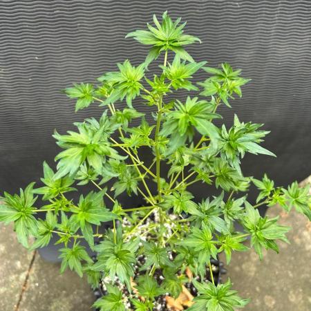 Mut-ant