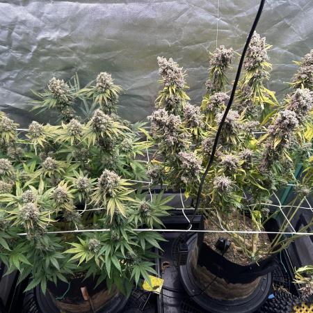 Sour Diesel - RQS & Blue Dream- Humbold