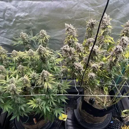 Sour Diesel - RQS & Blue Dream- Humbold