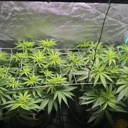 Sour Diesel - RQS & Blue Dream- Humbold