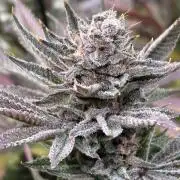 The Grow
