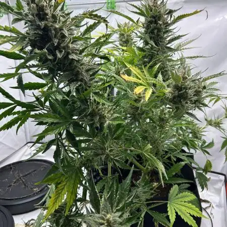 Autos