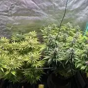 Sour Diesel - RQS & Blue Dream- Humbold