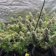 Sour Diesel - RQS & Blue Dream- Humbold