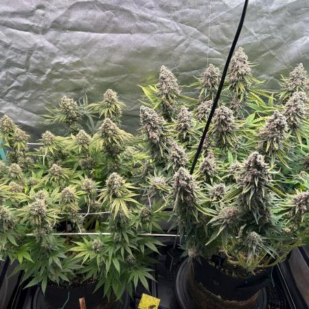 Sour Diesel - RQS & Blue Dream- Humbold