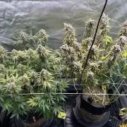 Sour Diesel - RQS & Blue Dream- Humbold