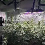 3 x Jelly Donutz klone