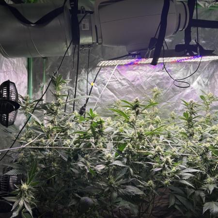 3 x Jelly Donutz klone