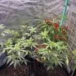 3 x Jelly Donutz klone