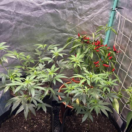 3 x Jelly Donutz klone