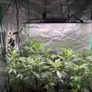 3 x Jelly Donutz klone