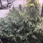 Autos