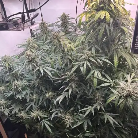 Autos