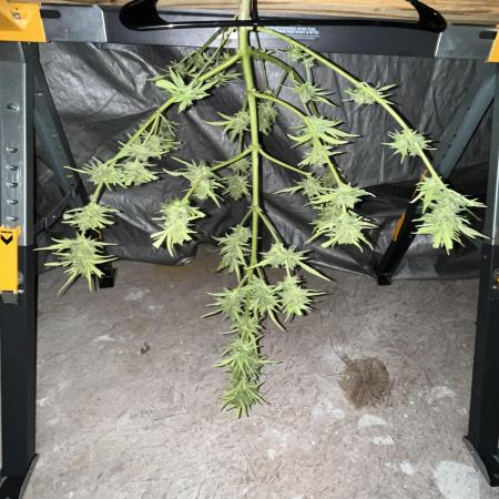 1st Grow! White crystal auto