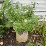 1st grow! Northern lights outdoors in VA