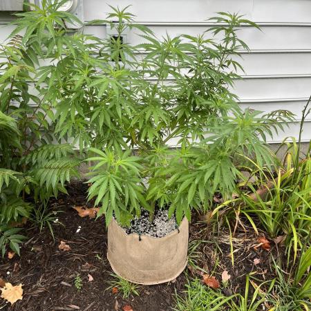 1st grow! Northern lights outdoors in VA