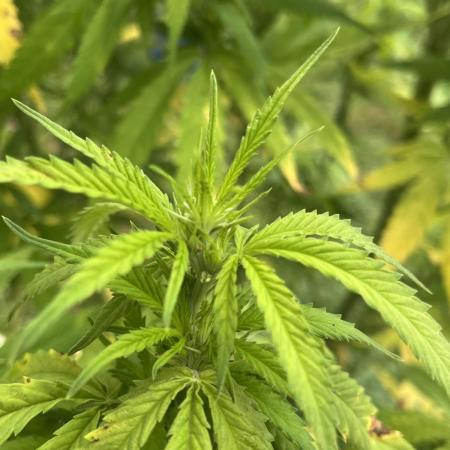 1st grow! Northern lights outdoors in VA
