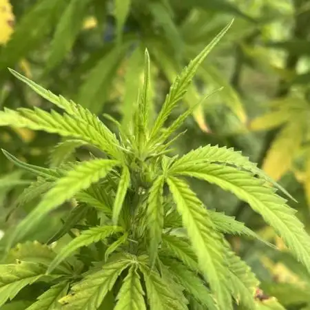 1st grow! Northern lights outdoors in VA