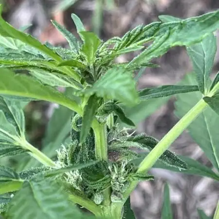 1st Grow! White crystal auto
