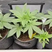 EliteFree Zone 3 Strains 1 Tent Zero Ego
