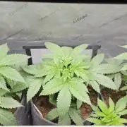 EliteFree Zone 3 Strains 1 Tent Zero Ego