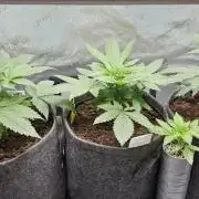 EliteFree Zone 3 Strains 1 Tent Zero Ego