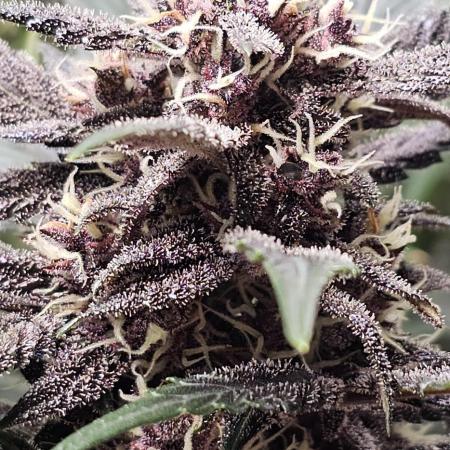 TPB Spring Auto Grow