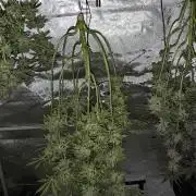 EliteFree Zone 3 Strains 1 Tent Zero Ego