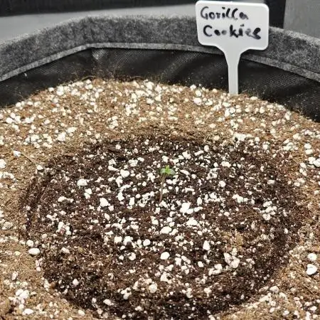 Gorilla Cookies , StrawberryBanana Auto