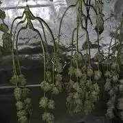 EliteFree Zone 3 Strains 1 Tent Zero Ego