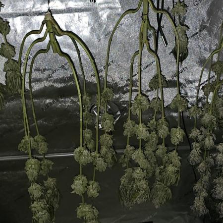EliteFree Zone 3 Strains 1 Tent Zero Ego