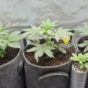 EliteFree Zone 3 Strains 1 Tent Zero Ego