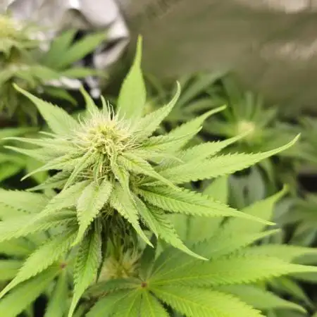 EliteFree Zone 3 Strains 1 Tent Zero Ego