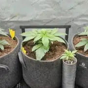 EliteFree Zone 3 Strains 1 Tent Zero Ego