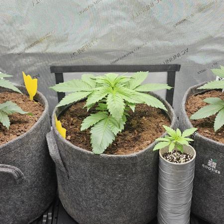 EliteFree Zone 3 Strains 1 Tent Zero Ego