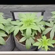 EliteFree Zone 3 Strains 1 Tent Zero Ego