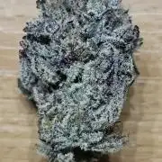 EliteFree Zone 3 Strains 1 Tent Zero Ego