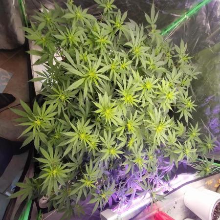 Grow 3