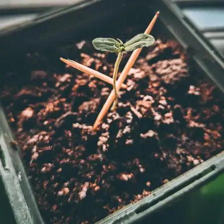 Cherry Cola Auto (Premier Diary)