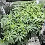 #1ST PHOTOS: SlushMintCake&SkywalkerHaze