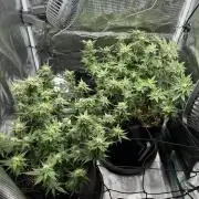 #1ST PHOTOS: SlushMintCake&SkywalkerHaze