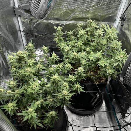 #1ST PHOTOS: SlushMintCake&SkywalkerHaze