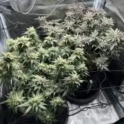 #1ST PHOTOS: SlushMintCake&SkywalkerHaze