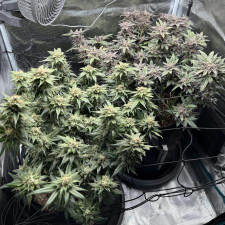 #1ST PHOTOS: SlushMintCake&SkywalkerHaze