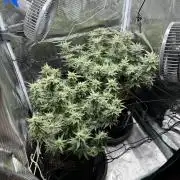 #1ST PHOTOS: SlushMintCake&SkywalkerHaze