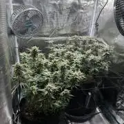 #1ST PHOTOS: SlushMintCake&SkywalkerHaze